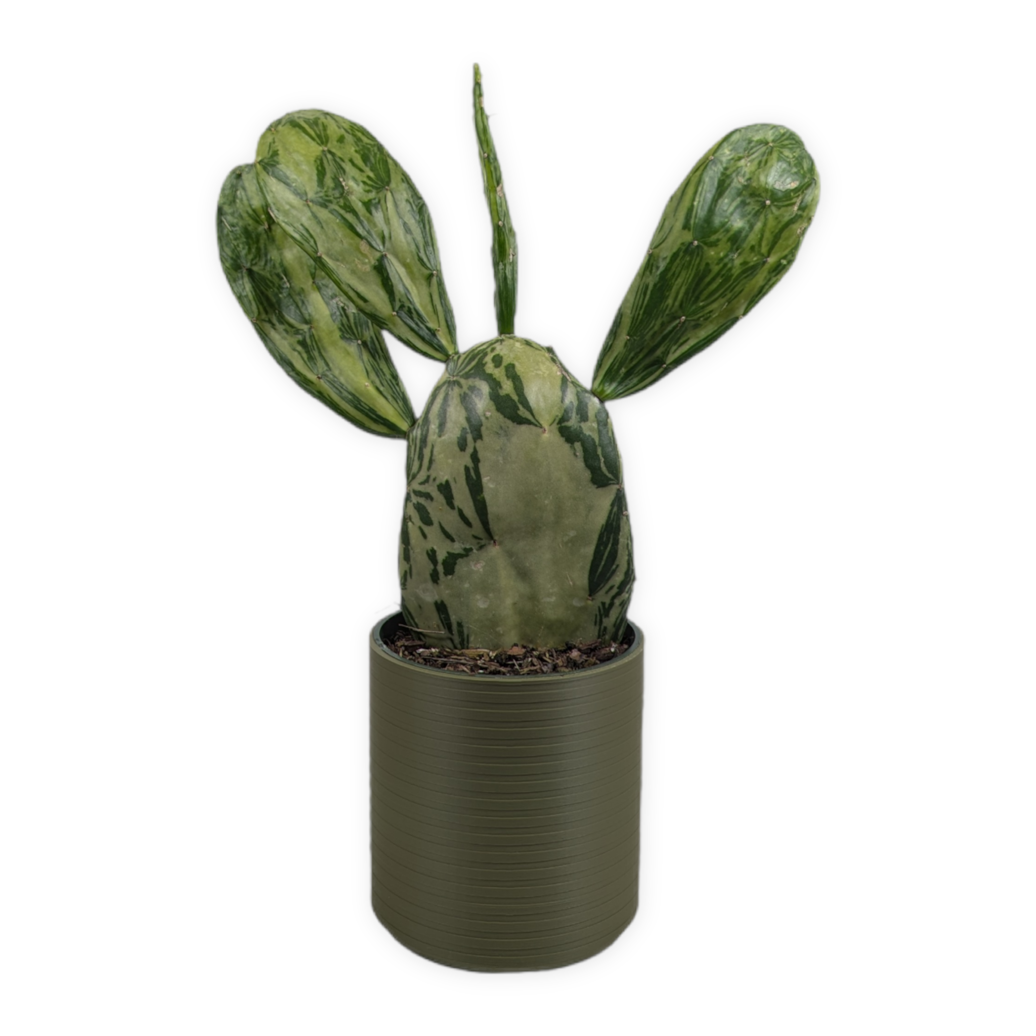 Leafprints.3d - Wholesale Plant Pot - The Talipot- 4 Inch Cover Pot (No Drainage)18