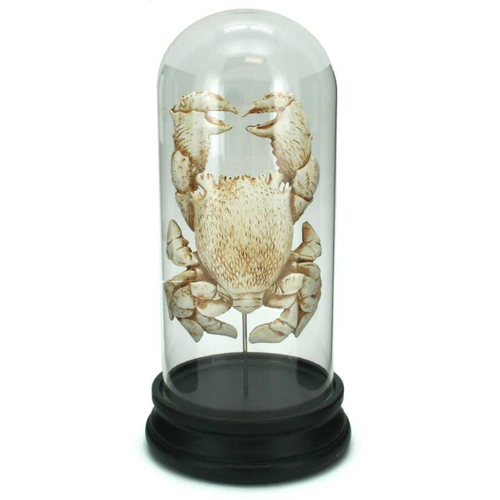 Modern Coastal by Contrast Inc. – wholesale Decorative tabletop object – Fossilized Red Frog Crab Capsule