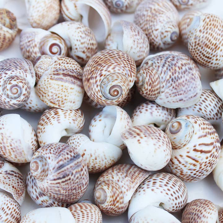 California Seashell Company - Wholesale Decorative Tabletop Object - Natica Tigerina Seashells - 1 LB Bulk - Tiger Moon Shell