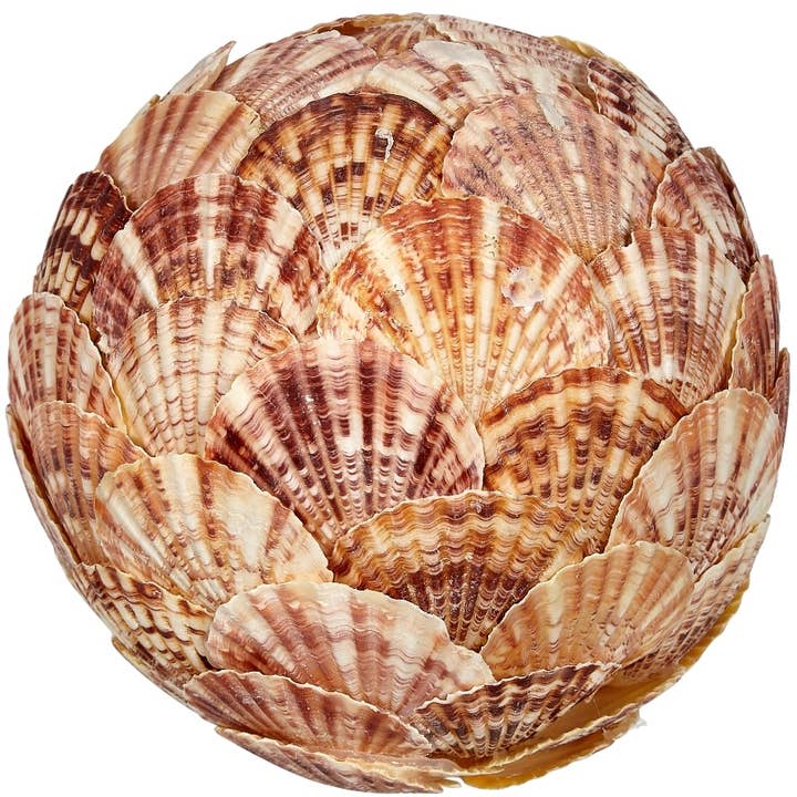 Freckled Scallop Shell Flat Orb 6" for wholesale by HS Seashells