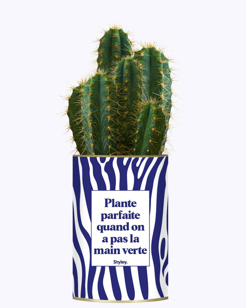 Styley - Wholesale Live Plant - Plante Parfaite Quand on a Pas La Main Verte - Cactus2