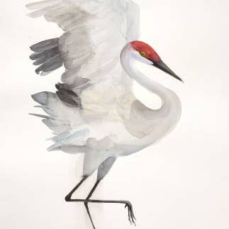 Sandhill Crane ~ "Grace" ~ "Oh, to Fly" ~ Giclée Print for wholesale by Holly Wach Art LLC