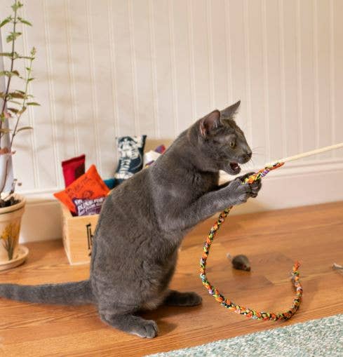 Dr. Pussums Catnip - Wholesale Pet Toy - Cat - Cat Teasers Cat Toys6