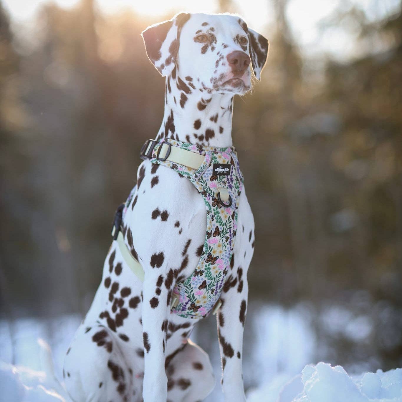 The aDoraBle Pooch Company – Arnês – Cão por atacado – Arnês Hike & Go Lite™ - Bumbles & Butterflies22