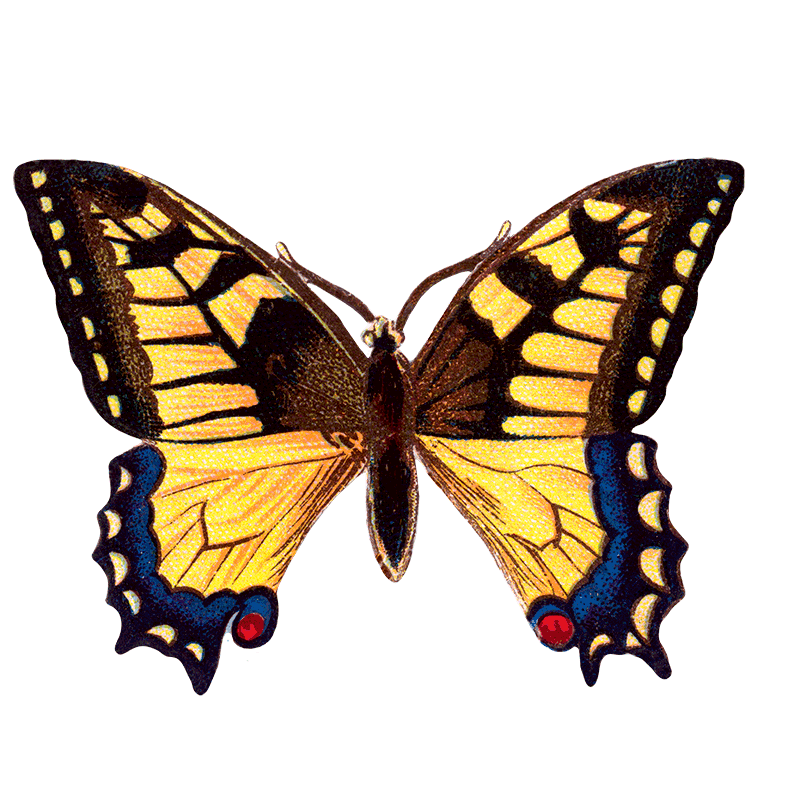 Laughing Elephant – Großhandel Aufkleber – Butterfly Box — Stickerbox für den täglichen Gebrauch16