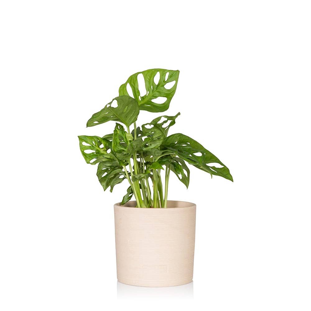 The Little Botanical – wholesale Live plant – Monstera Monkey Leaf 🐒4