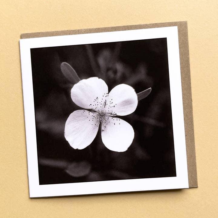 Leatherwood Flower - Greeting Card and other Purchase Wholesale bramblewood. Free Returns & Net 60 Terms on Faire trending on Faire.