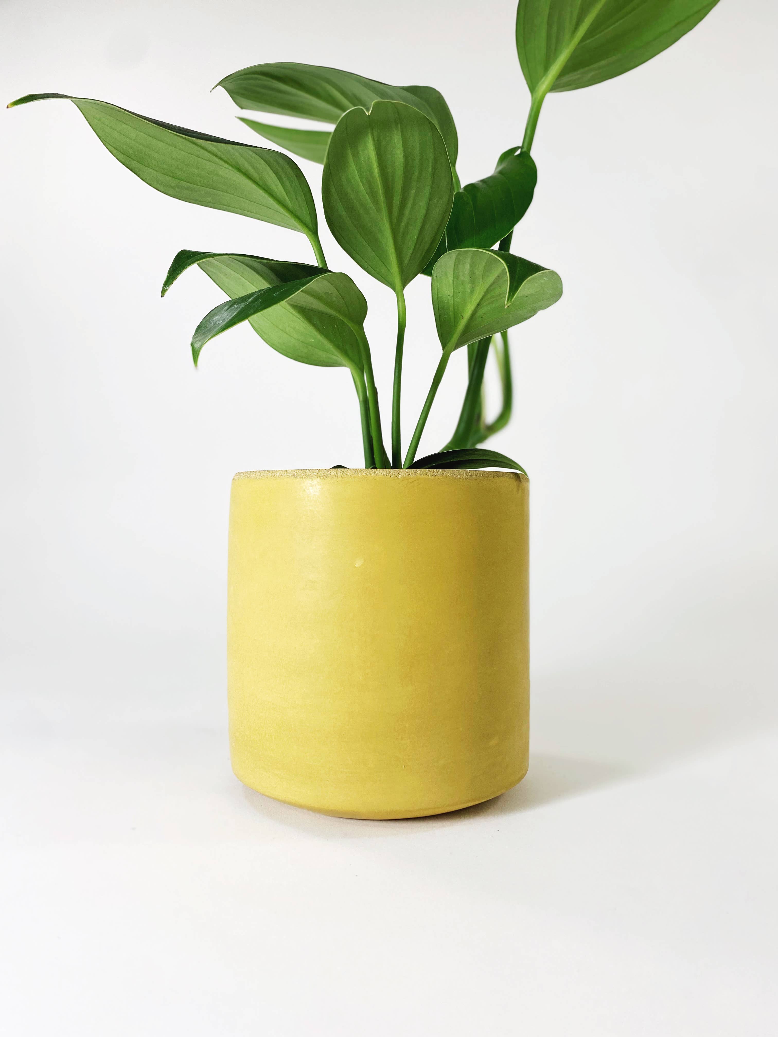 Settlewell - Wholesale Plant Pot - 6" Straight Sided Concrete Pot /  17 Colors12