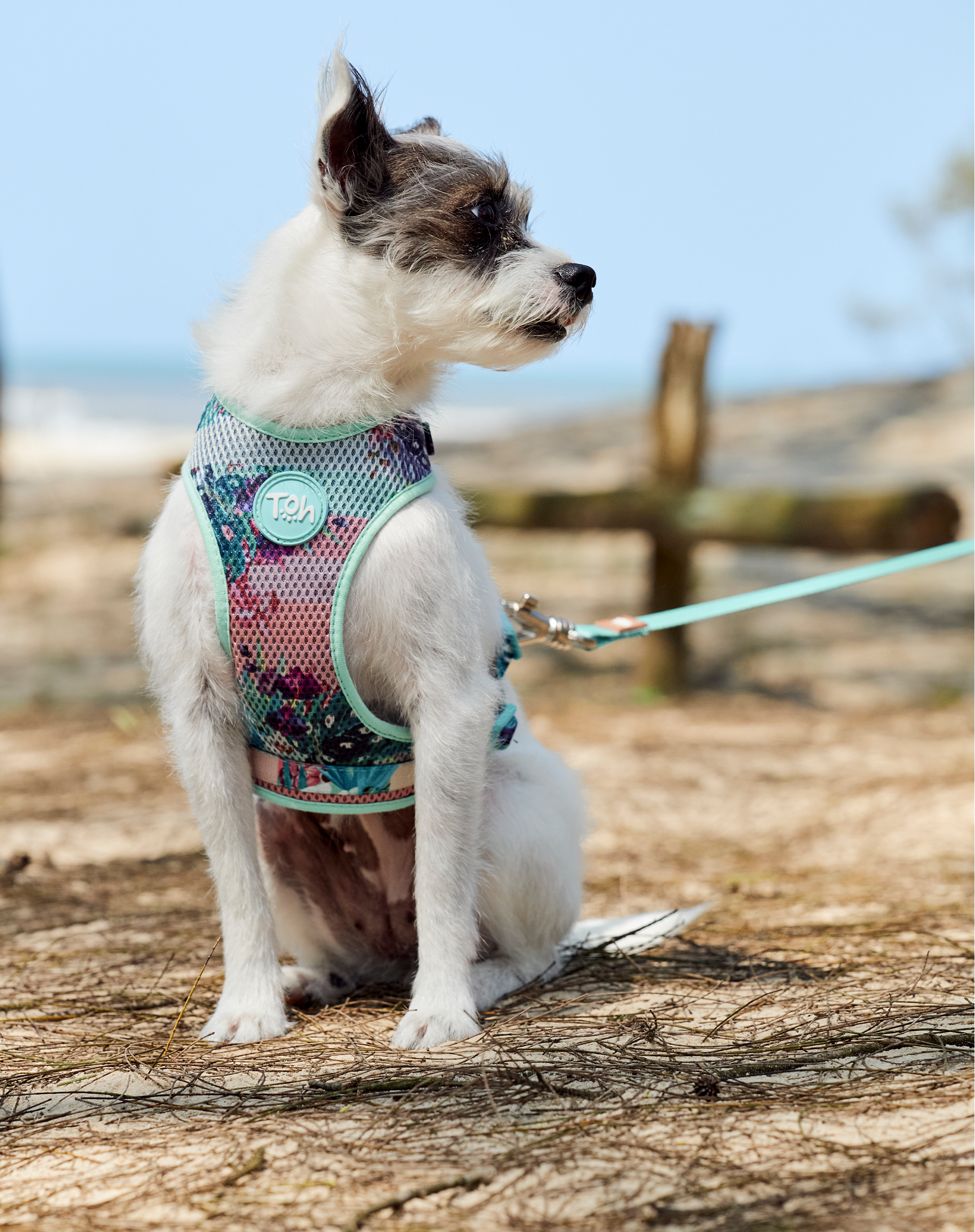 Toh - Wholesale Pet Harness - Dog - H-Mesh Dog Harness Laguna1