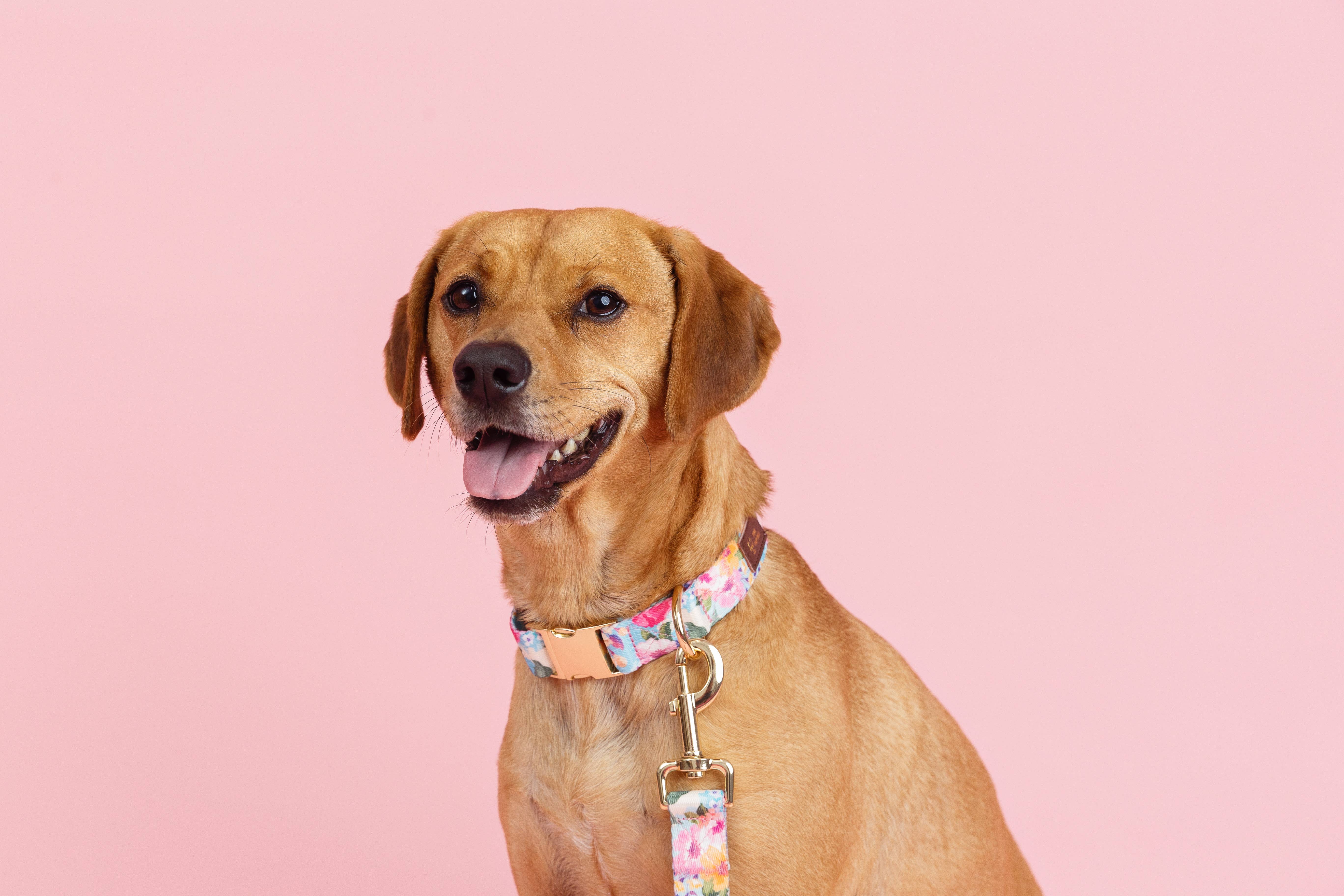 Pink Papyrus | Premium, Durable, & Stylish Dog Products - Wholesale Pet Collar - Dog - Emery Dog Collar | Floral Dog Collar | Dog Collar2