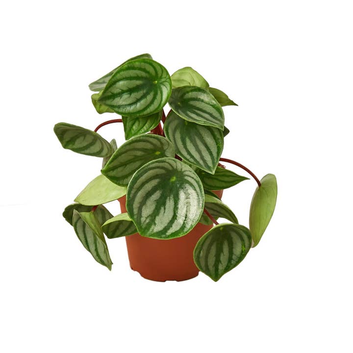 House Plant Wholesale WEST - Wholesale Live Plant - Peperomia Watermelon