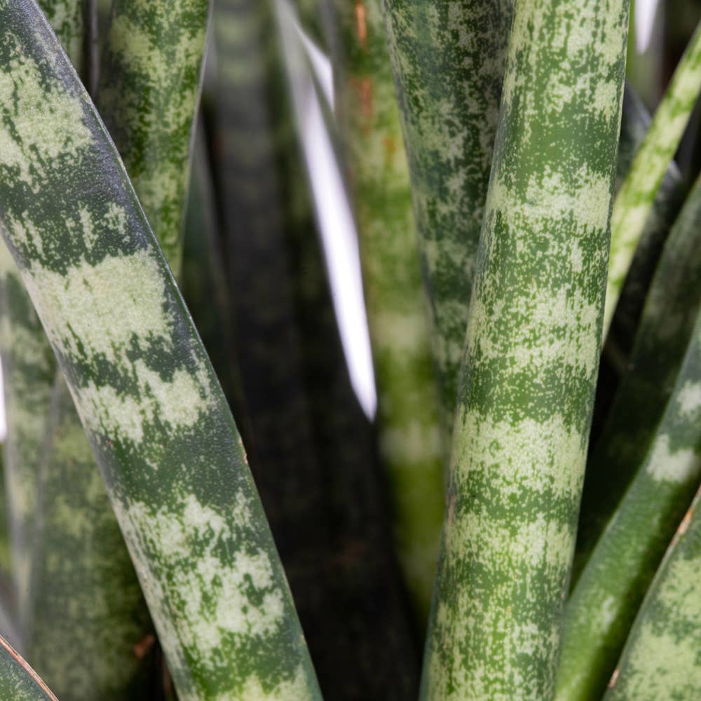 The Little Botanical - Wholesale Live Plant - Sansevieria Fernwood Punk16