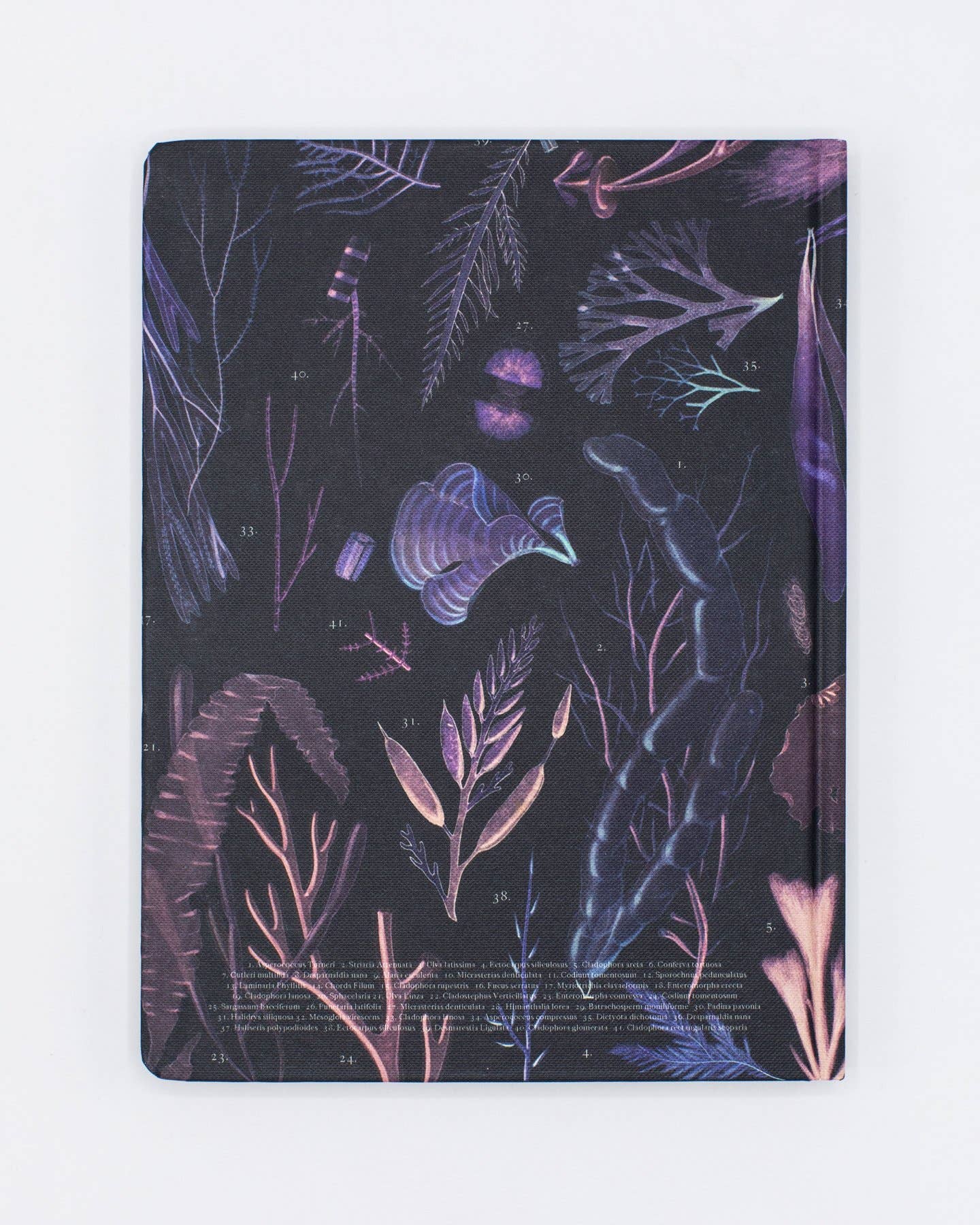 Cognitive Surplus - Venta al por mayor Cuadernos - Alga Marina Tapa Dura - Cuaderno de Páginas de Cuadrícula de Puntos (Caja de 6)1