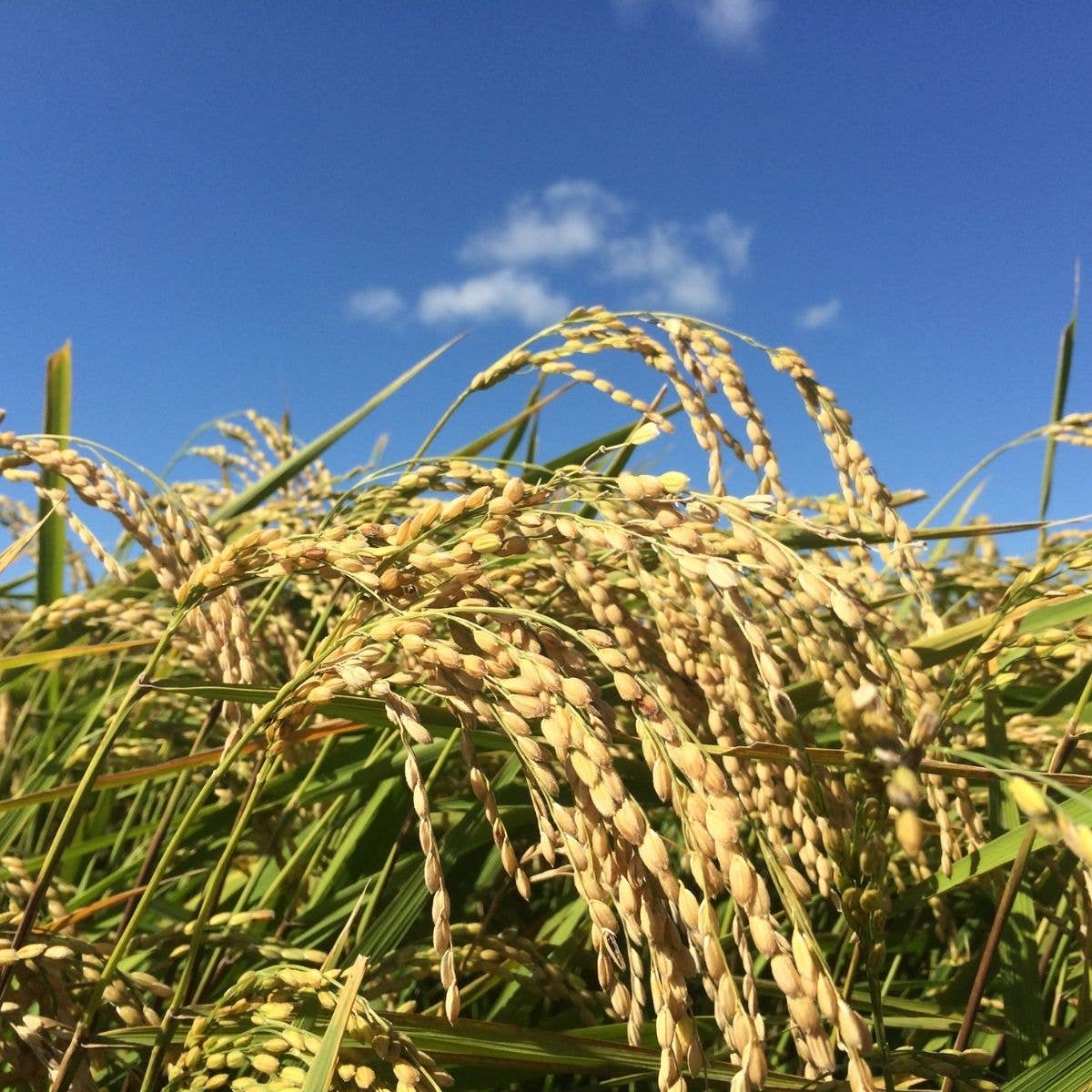 Umami Insider - Wholesale Ketchup - Organic Japanese Umami Ketchup, 5 floz8