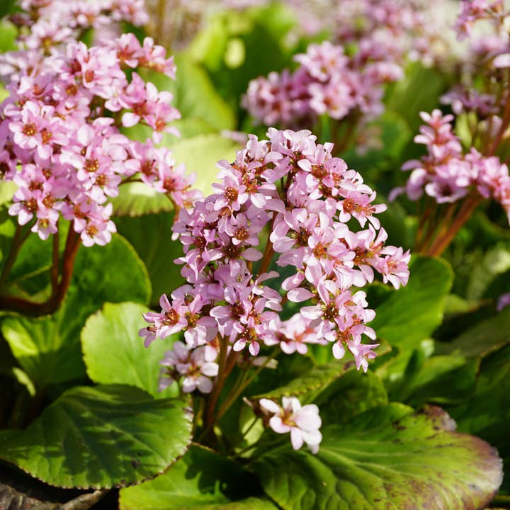 Schusterblume Bergenia cordifolia – 48 Pflanzen – 10-25cm – Ø9cm – Immergrüne Staude mit rosa Blüten – Winterharte Gartenpflanze für Beet, Schatten & Bodendecker für den Großhandel von Oasis of Life