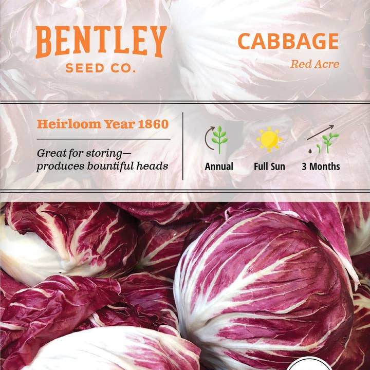 Bentley Seed Co. - Vente Graines de plantes - Chou, Paquets de Graines Red Acre