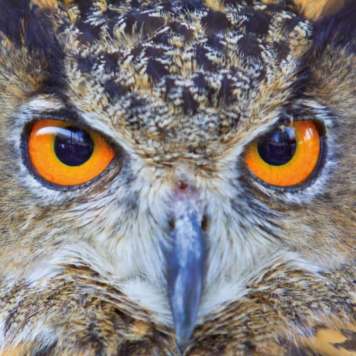 HQ Kites & Designs - Wholesale Puzzle - Adult - Q Puzzle - Animal Display (16 pcs), 4 designs (x4)