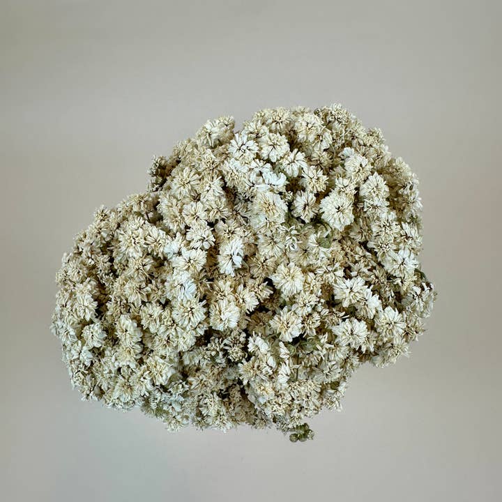 Lovejoy Farms Premium Dried Flowers - Venta al por mayor Flores secas/prensadas - Aquilea de Perla