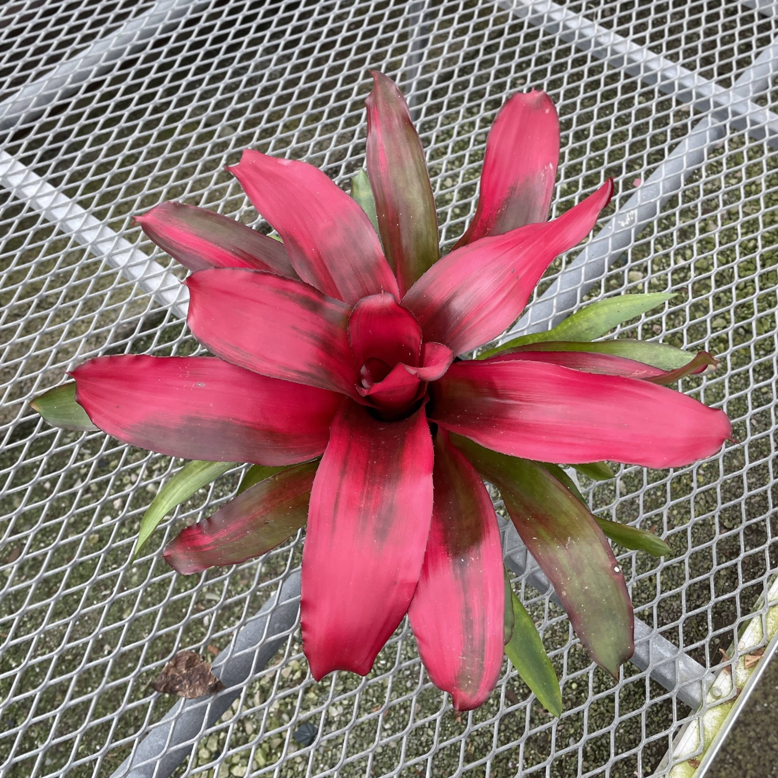 Thorsen's Greenhouse - Wholesale Live Plant - Bromeliad Neoregelia 'Neos' - Live Plant - Assorted20