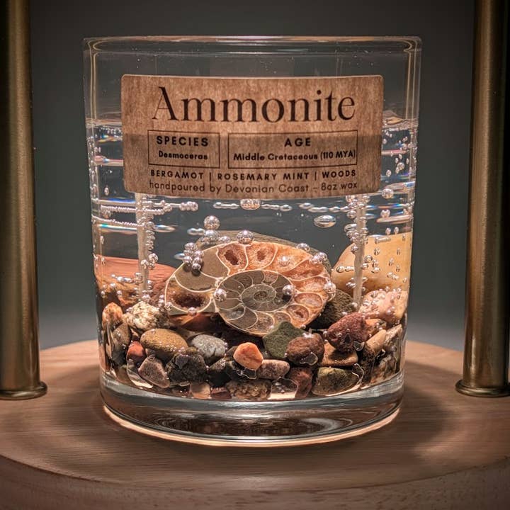 Ammonite Fossil Treasure Gel Candle | Museum Gift for wholesale by Devonian Coast