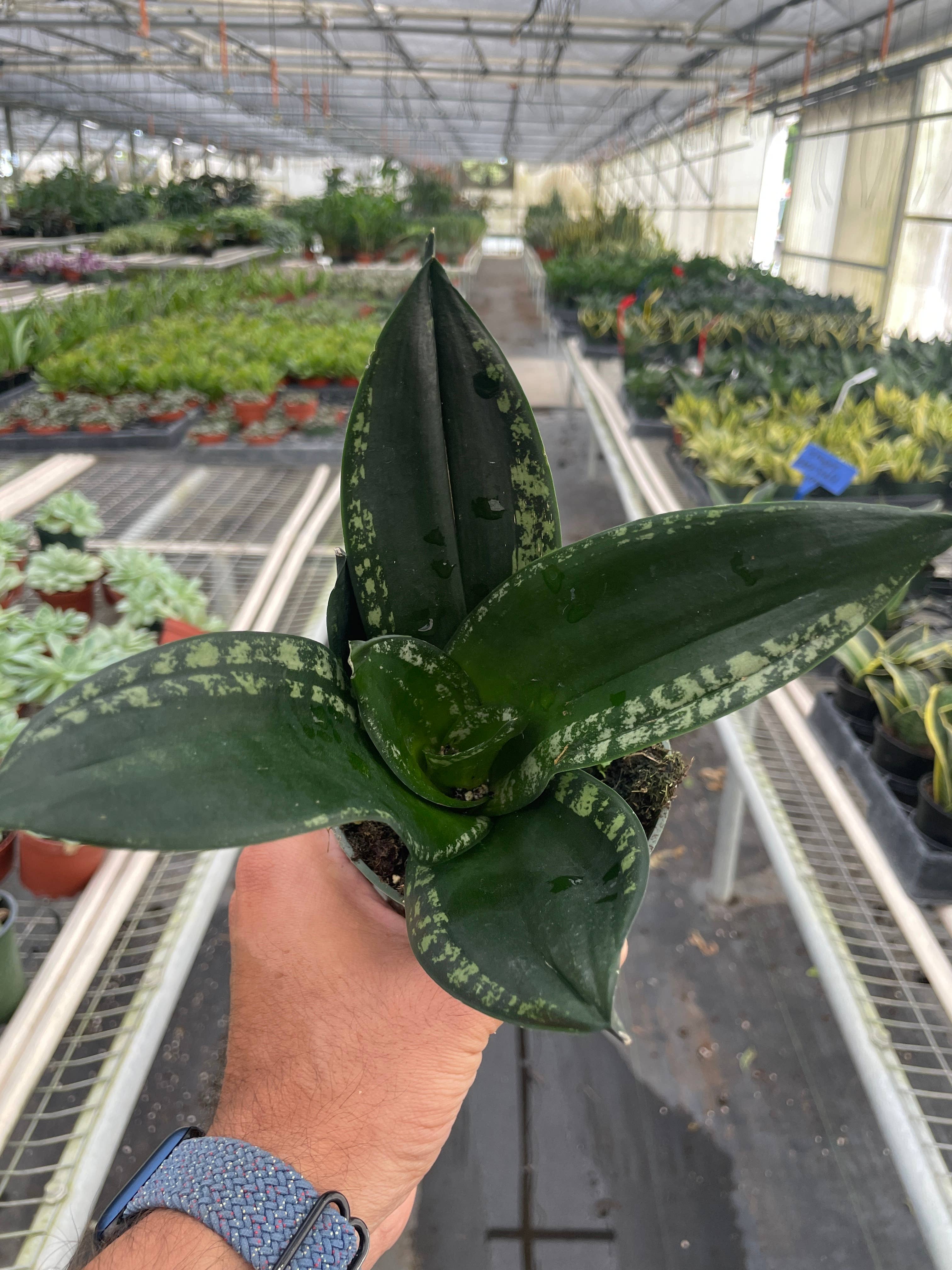 House Plant Wholesale - Wholesale Live Plant - Snake Plant 'Whitney'- 4" Pot0