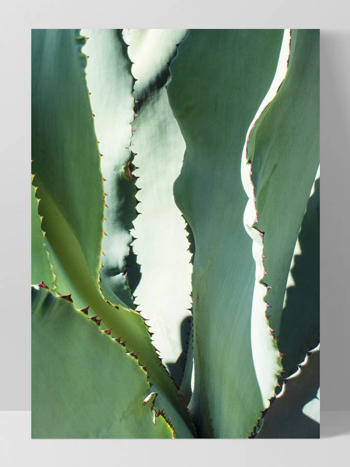 Succulent Wall Art. Agave Poster. Mexican Native decor for wholesale by PRINT AND PROPER