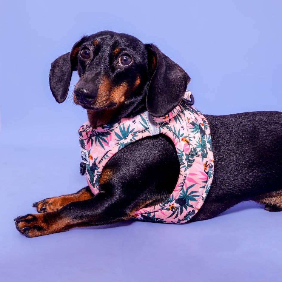 Arizona Hotdogs – Großhandel Haustiergeschirr – Hund – Hundevestgeschirr - Tropicool5