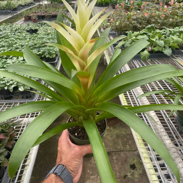 House Plant Wholesale - Wholesale Live Plant - Bromeliad Guzmania 'White' - 4" Pot0