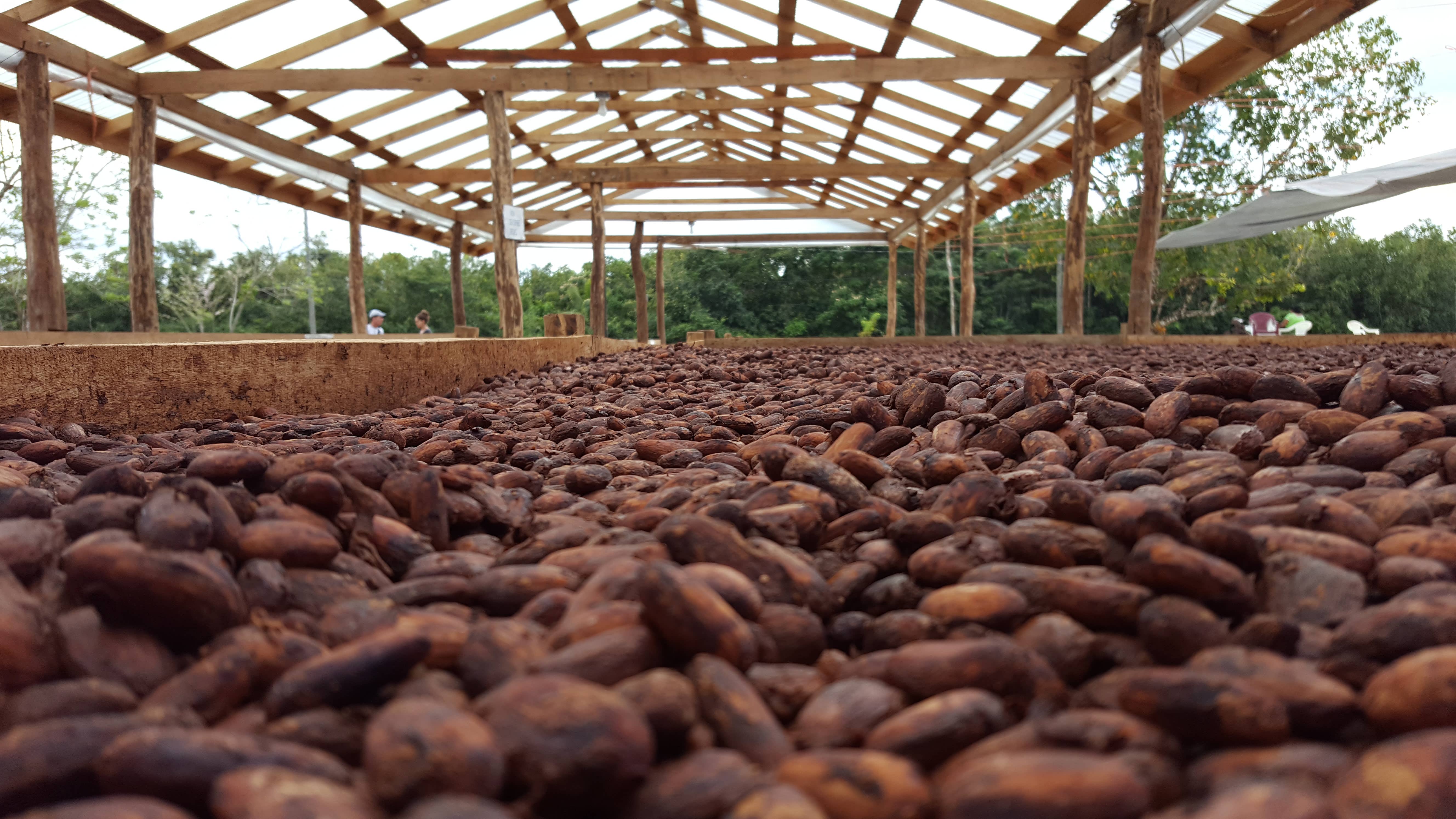 BOHO Chocolate - Vendita all'ingrosso Barretta di cioccolato - Cioccolato fondente 62%/Biologico1