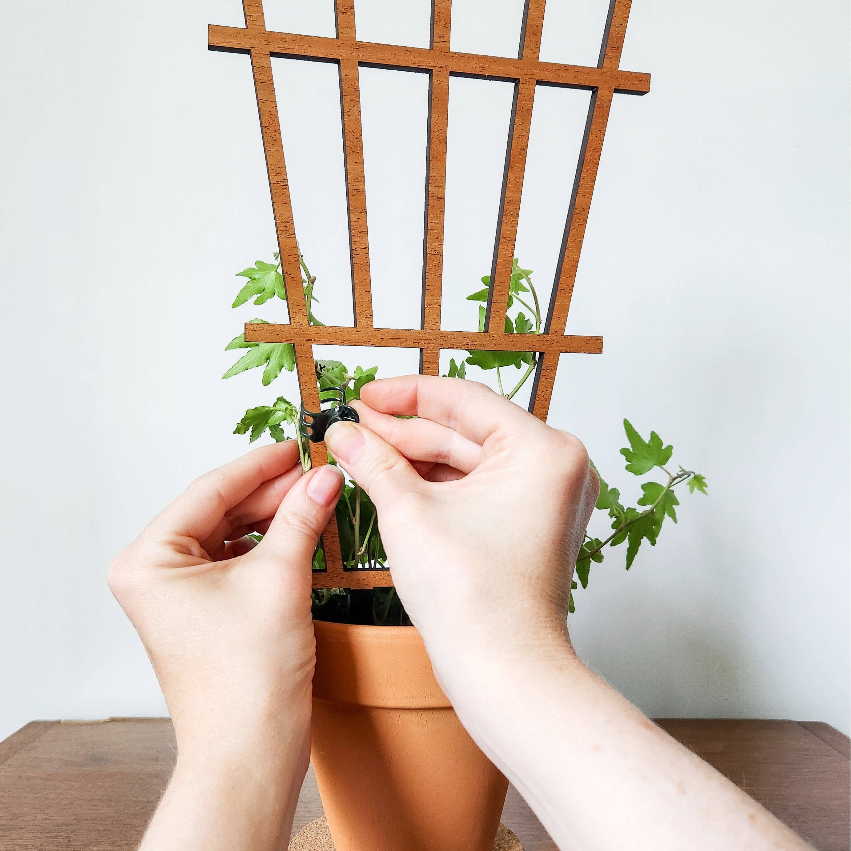 Leaf & Node - Wholesale Trellis - Garden Style Indoor Plant Trellis (Wood) (2 Sizes)7