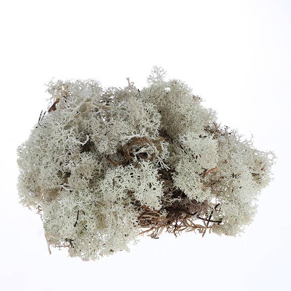 Dutch Flower Lady - Wholesale Dried/Pressed Flowers - Preserved Reindeer Moss 6 choose from colors11