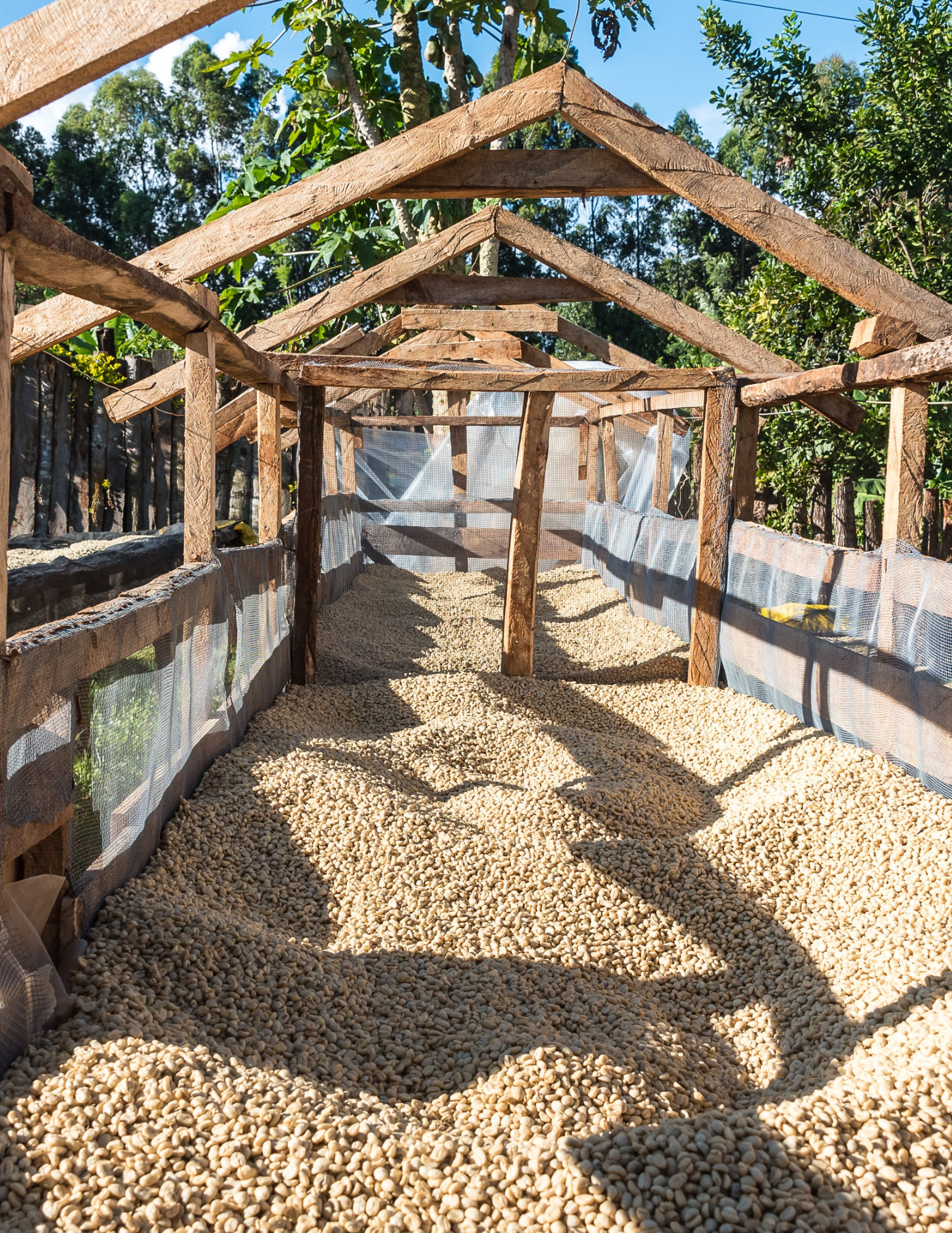 Gust Coffee Roaster - Wholesale Coffee Beans - Kenya - Ngandu AA 250G | filter roast3