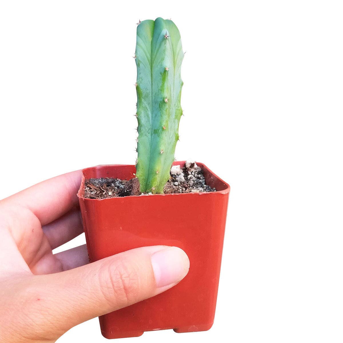 Best Plant Friend - Wholesale Live Plant - Cactus Wedding and Party Favors Tray - 64 Live Bulk Cacti6