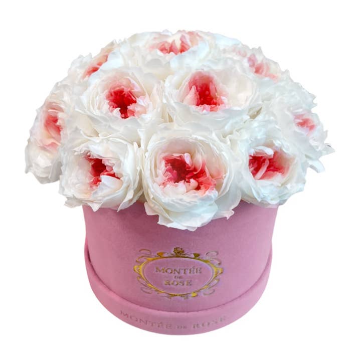 Rosa Mocka Pionkupol för wholesale av MONTÉE DE ROSE