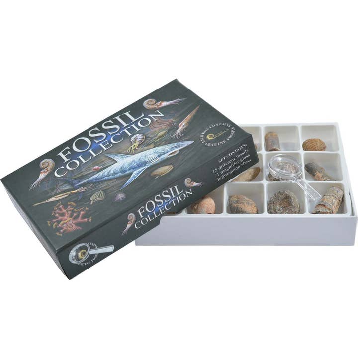 Science and Nature - Wholesale Decorative tabletop object - Fossil Collection Box (Display of 6)2