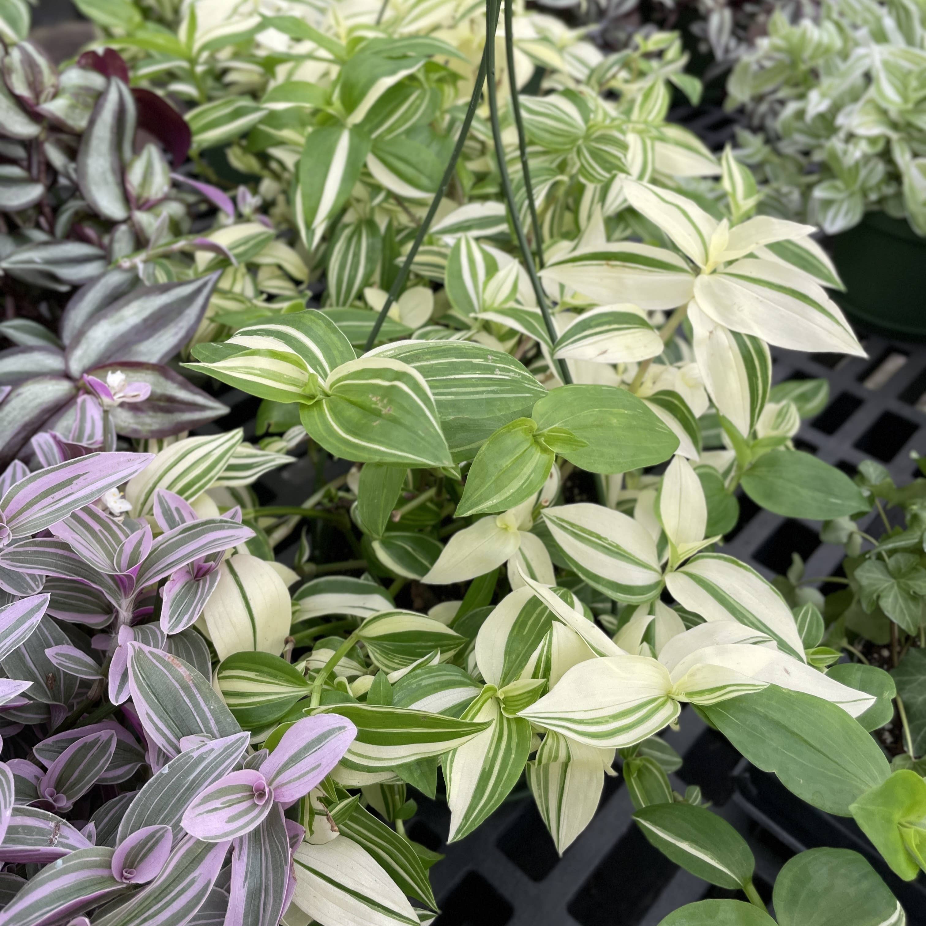 Thorsen's Greenhouse - Wholesale Live Plant - Tradescantia Hanging Basket - 6" Live Plant13