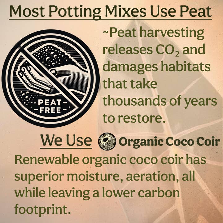 Grow Queen - Wholesale Planting/Potting Soil - Craft Aroid Potting Mix8