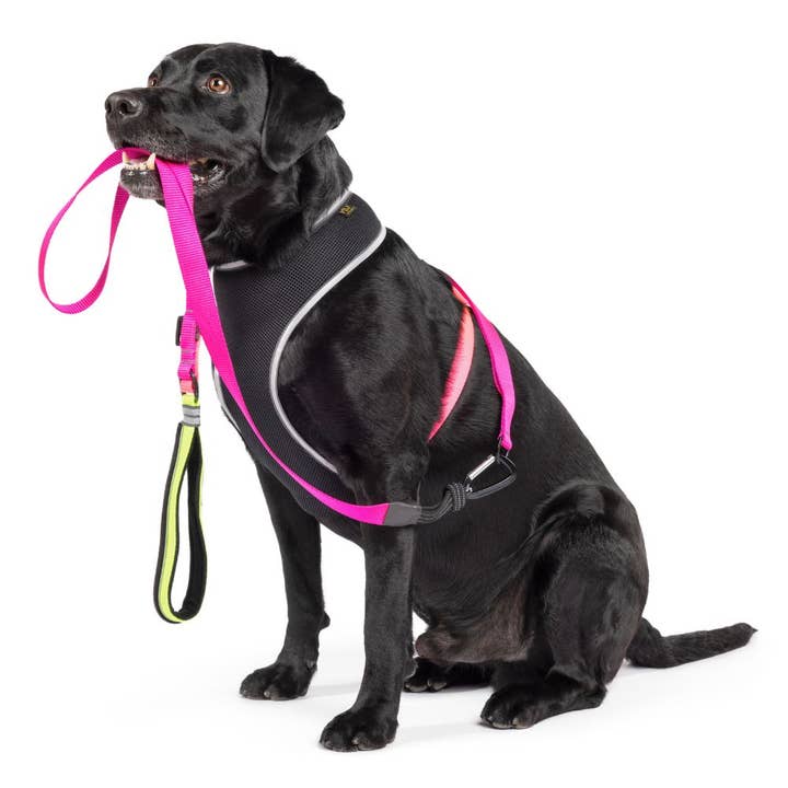 Gold Paw Series - Wholesale Pet Harness - Dog - Featherweight Air Harness