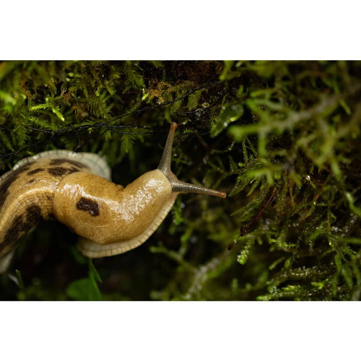 Stampa Fotografica "Pattern" • PNW, Lumaca Banana, Portland per la vendita all'ingrosso da parte di Andrea Morris Art