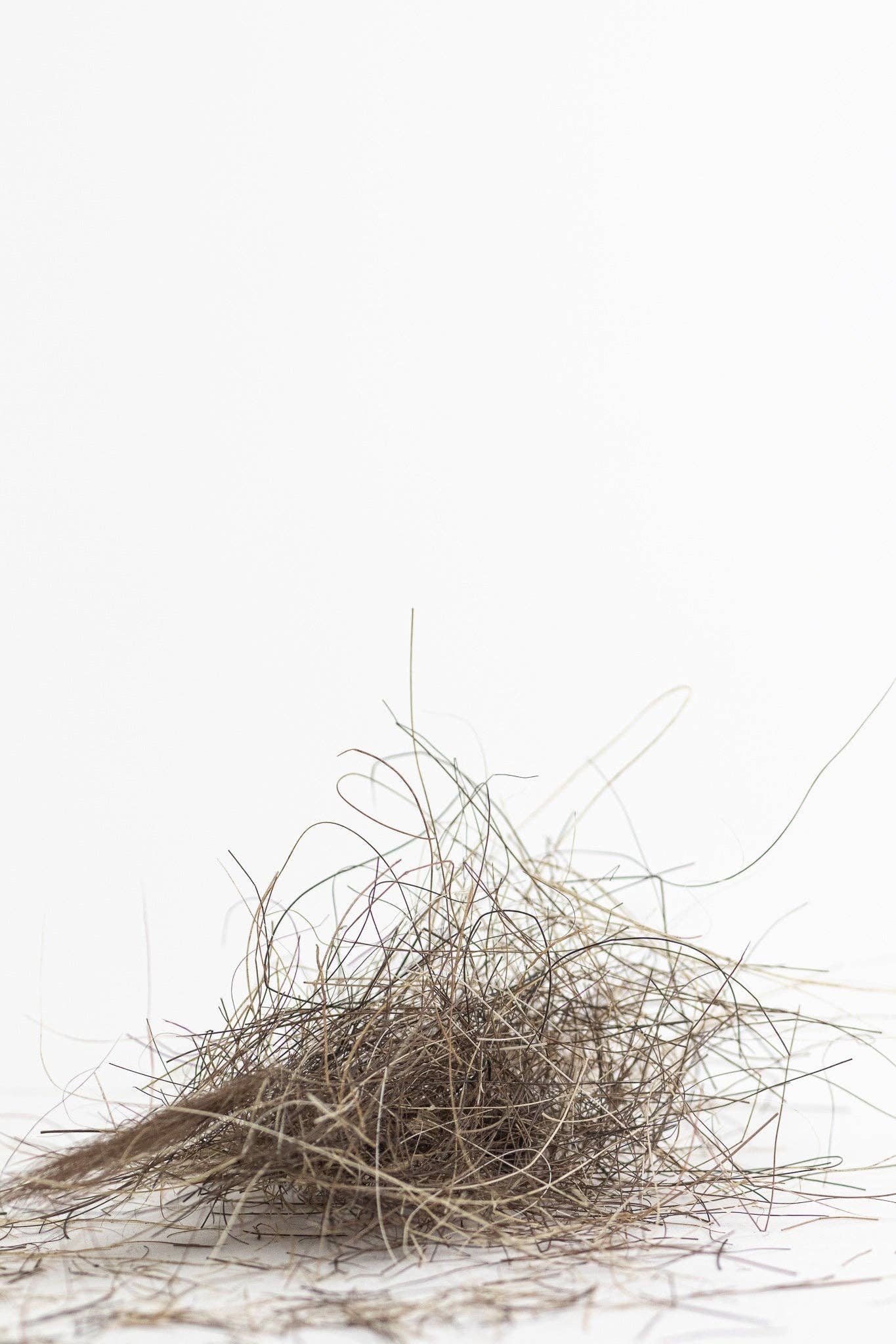 Stemcell Science Shop - Vente Pince à cheveux – femme - Fossile de poil de mammouth laineux2