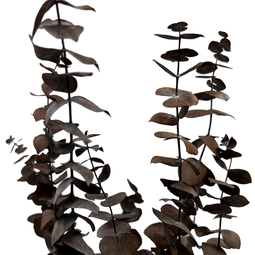2626 Designs - Vente Fleur séchée/pressée - Feuilles d'eucalyptus petites préservées de 43 à 53 cm de long12