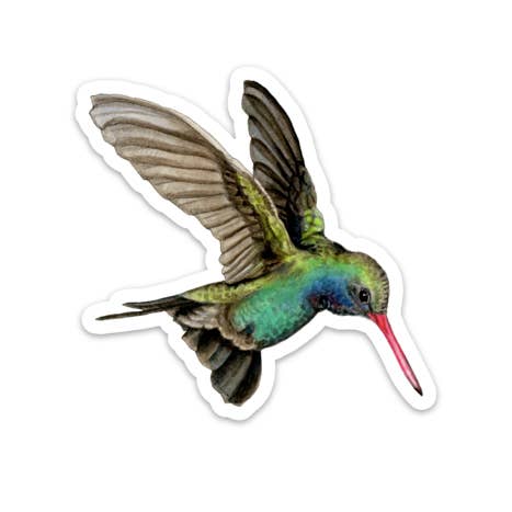 Amy Rose Moore Illustration - Wholesale Sticker - Broad-billed Hummingbird Vinyl STICKER