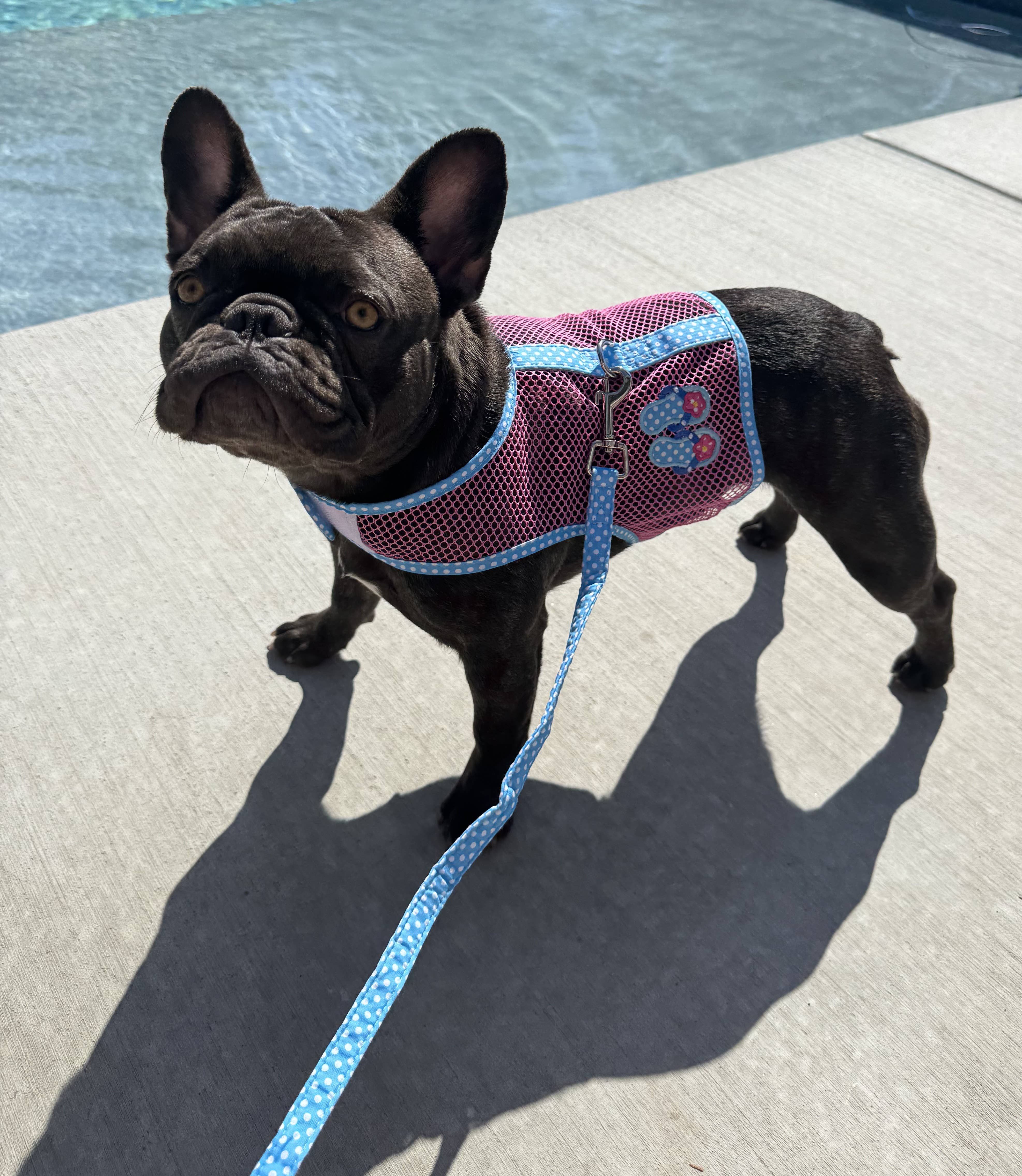 Doggie Design - Vente Harnais – chien - Harnais pour chien Cool Mesh - Tongs roses et bleues6