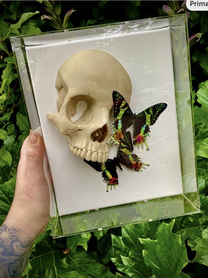 Jeweled saint Shadowbox – Museum-Quality Butterfly and moth for wholesale by Psychic circle oddities