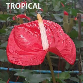 Northwest Orchids - Wholesale Fresh Cut Flowers - Fresh Cut Anthuriums - sold by the tray7