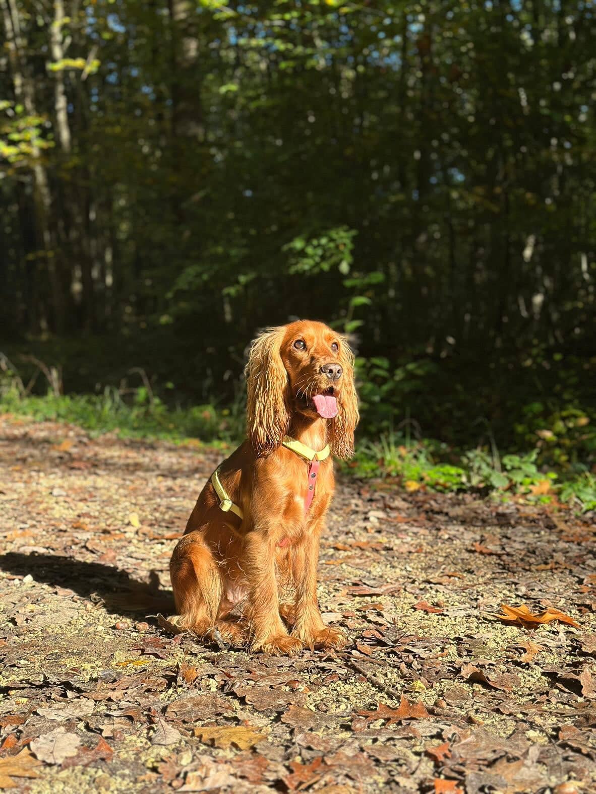 Splash By Happy - Wholesale Pet Harness - Dog - Biothane® two-clip harness8