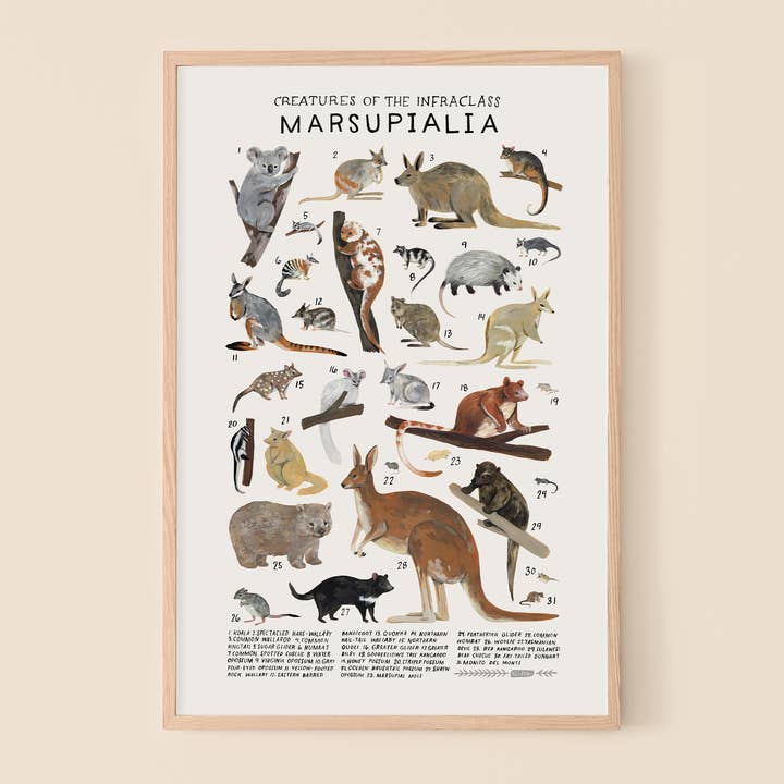 Marsupialia : kangourous, koalas, wallabies, opossums... pour la vente par Kelzuki