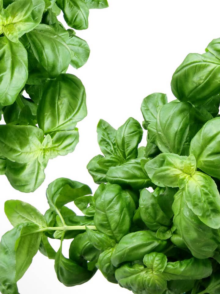 Basil Infused Extra Virgin Olive Oil for wholesale by Simple Fine Food