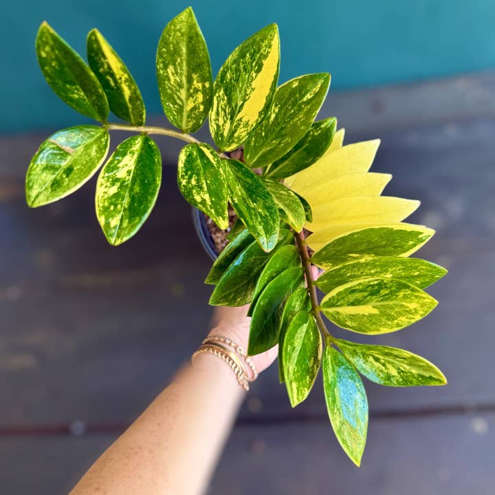 Plant Vault - Wholesale Live Plant - Variegated ZZ "Zamioculcas zamiifoli"2