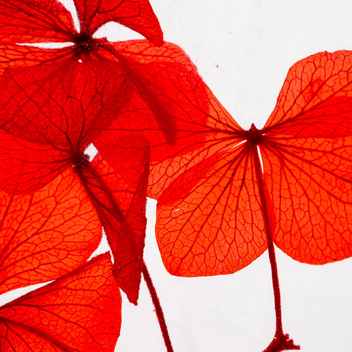 Theophile Berthon - Vente Plante - L'Herbarium Hortensia rouge Passion éternel2